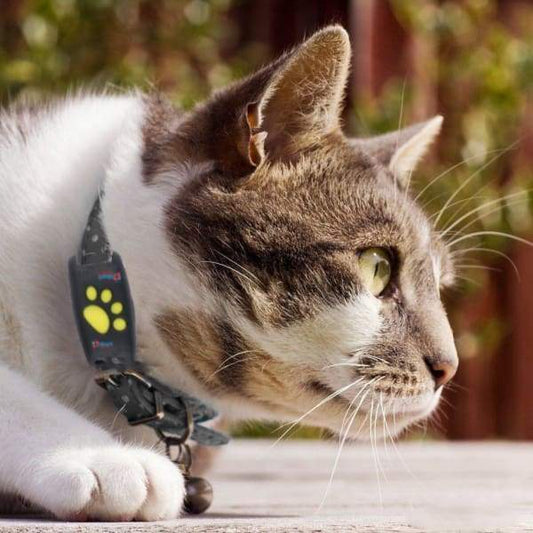 Sistema de rastreo GPS para gatos con seguimiento en vivo y actualizaciones en tiempo real