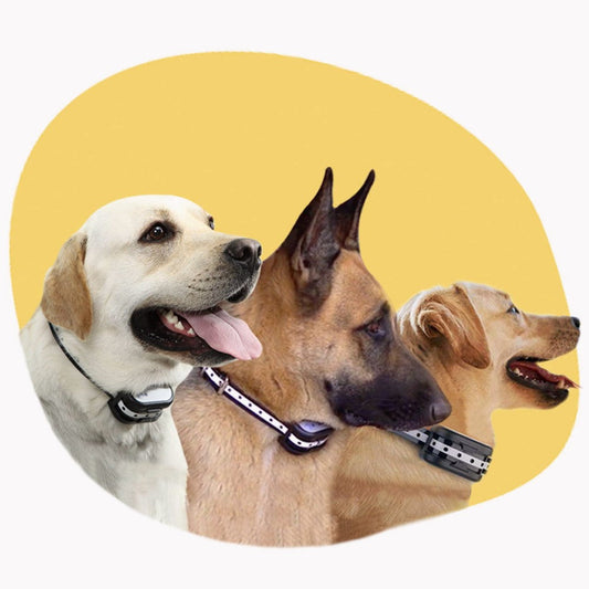 Protección y comodidad óptimas para las patas de tu mascota