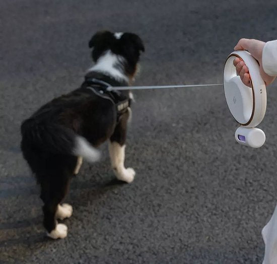 Correa reflectante para perro recargable por USB para comodidad y seguridad