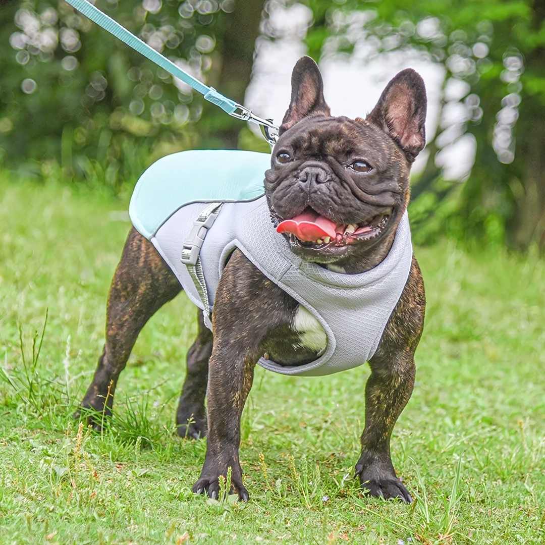 Protección refrescante contra el calor para perros durante el verano