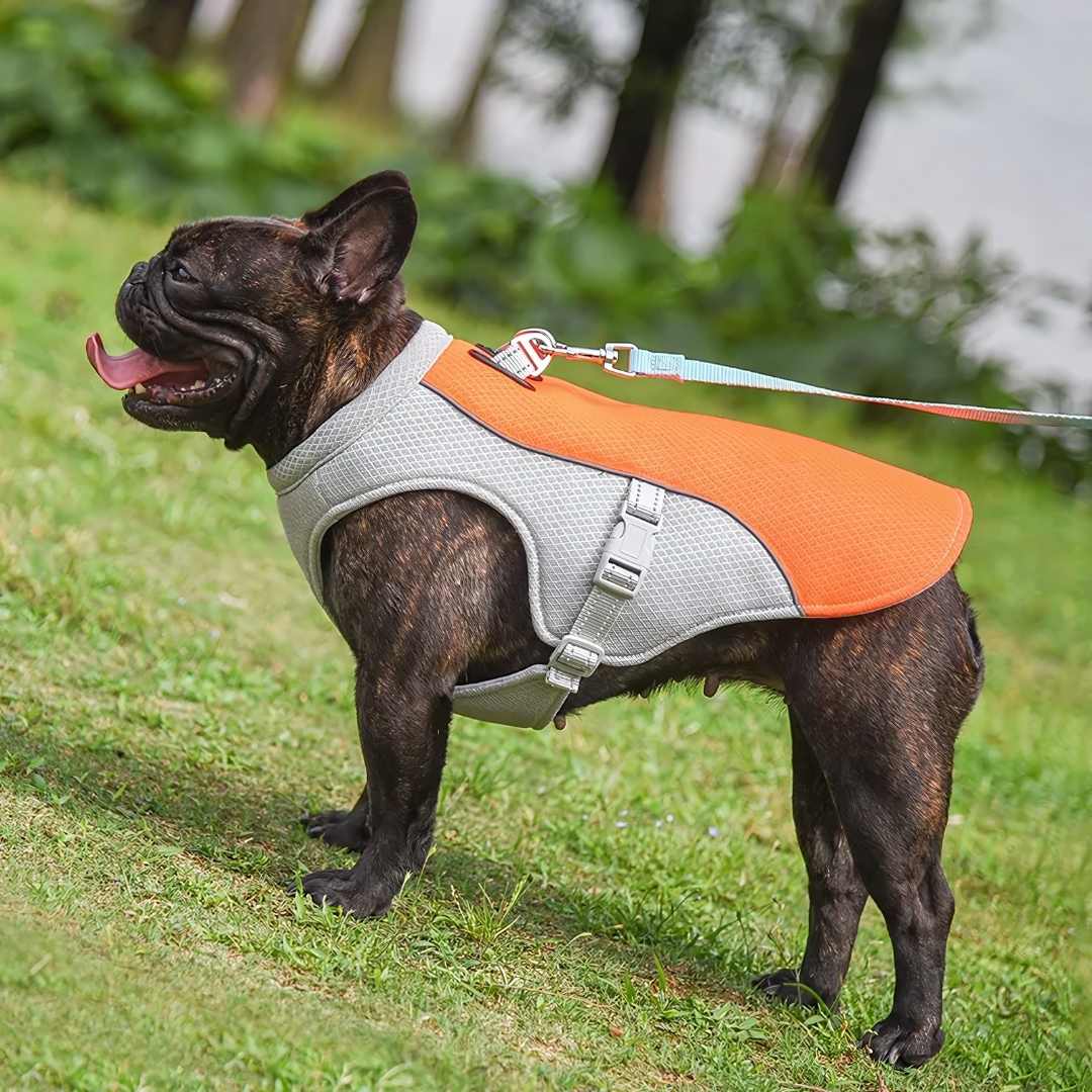 Protección refrescante contra el calor para perros durante el verano