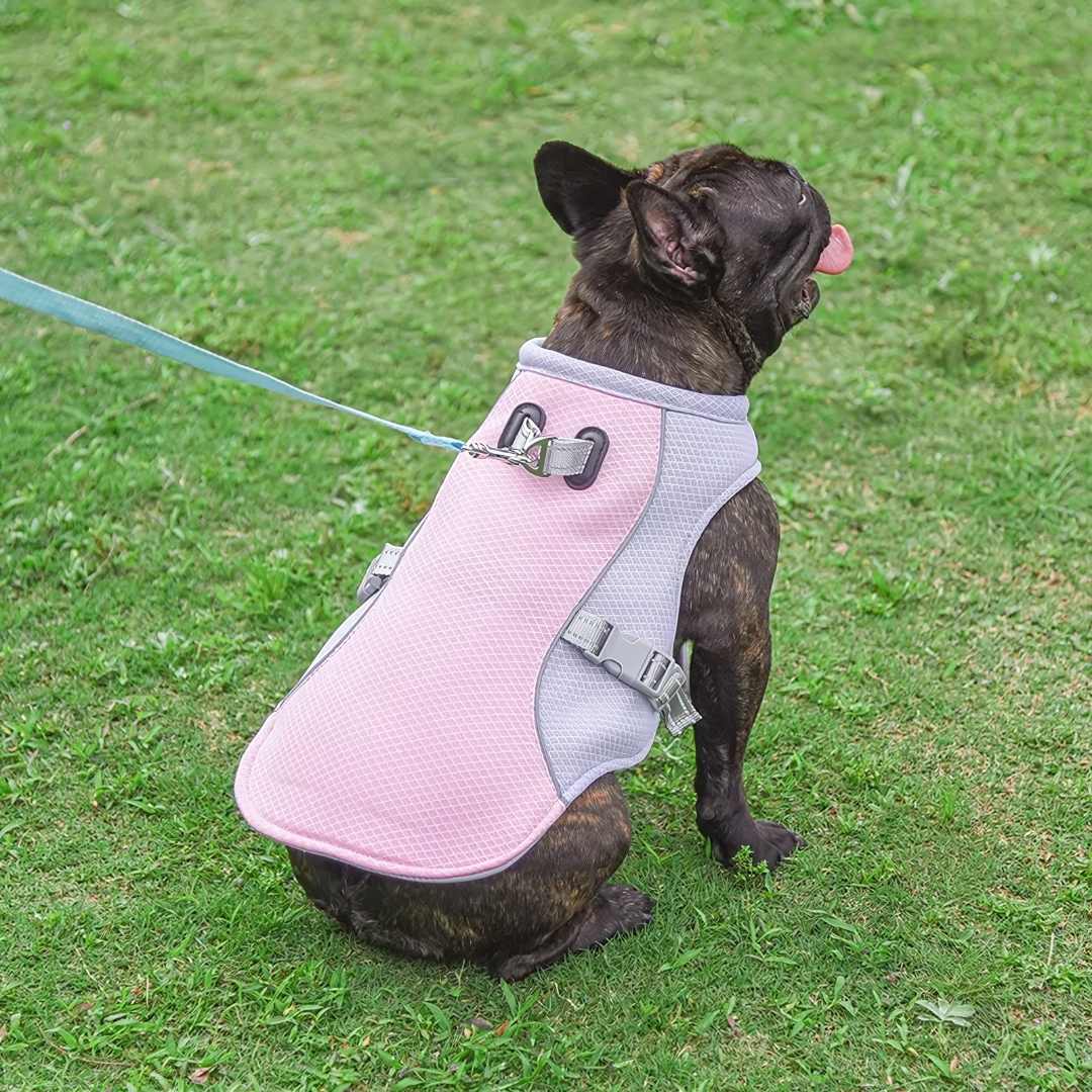 Protección refrescante contra el calor para perros durante el verano