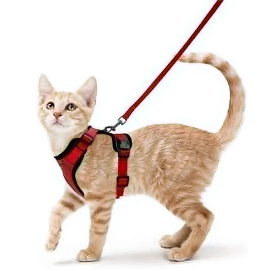 Arnés cómodo y seguro para caminar para gatos