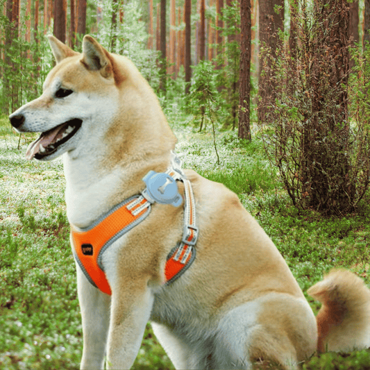 Mantén a tu mascota confiable y siempre informada