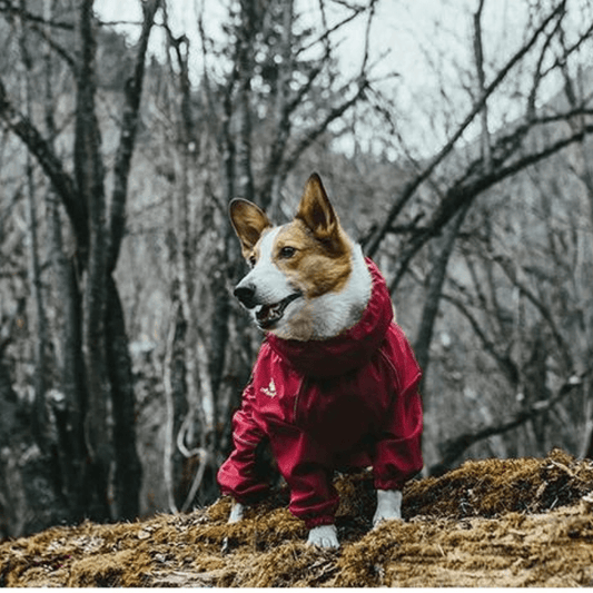 Protección definitiva para emocionantes aventuras con mascotas