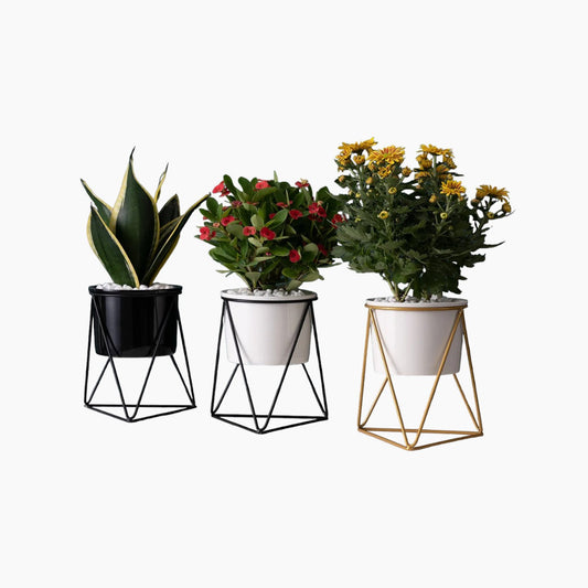 Maceta de cerámica elegante con soporte de hierro - Macetero moderno para plantas aéreas y suculentas