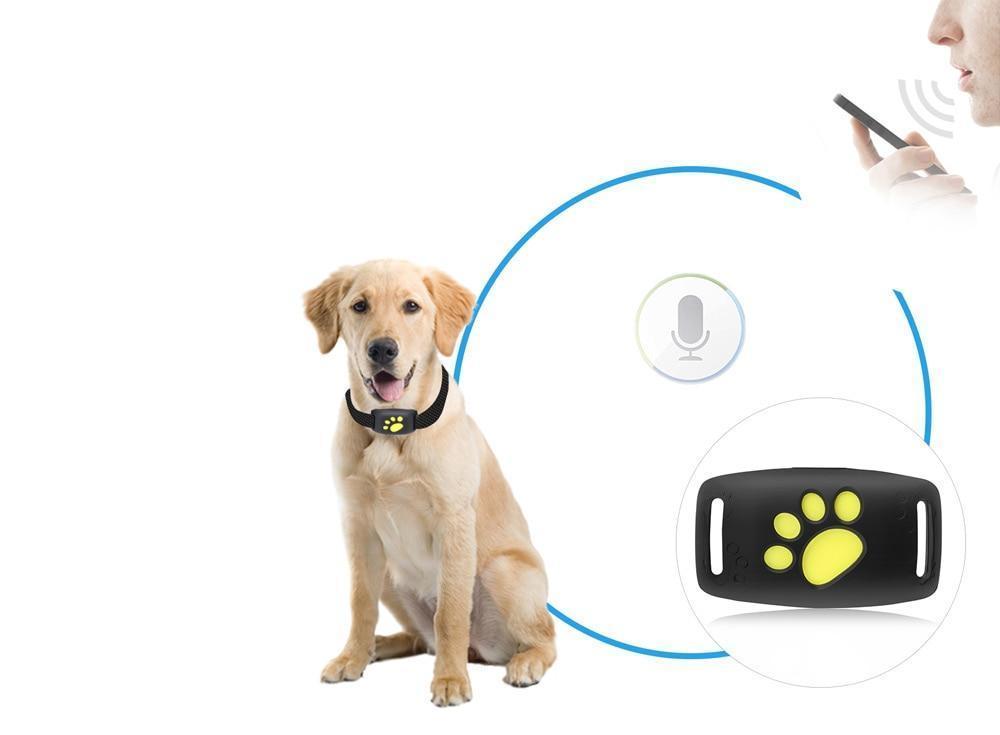Sistema de rastreo GPS para gatos con seguimiento en vivo y actualizaciones en tiempo real