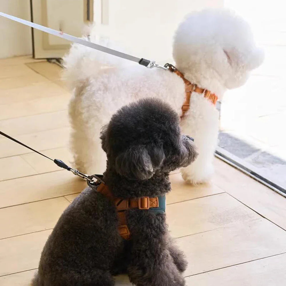 Arnés y correa lindos y ajustables para comodidad y seguridad